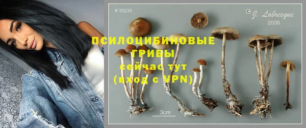индика Няндома