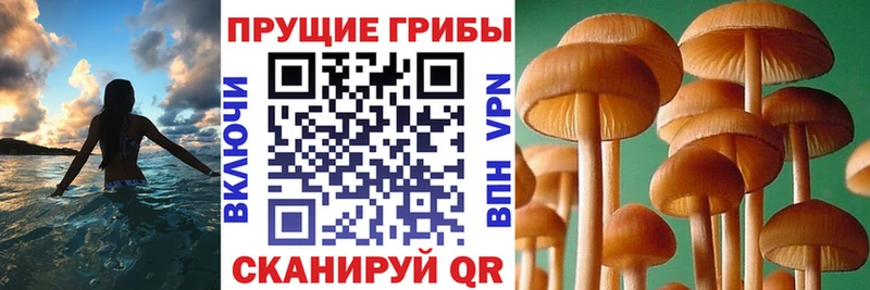 blacksprut как зайти  Нерюнгри  Псилоцибиновые грибы MAGIC MUSHROOMS 