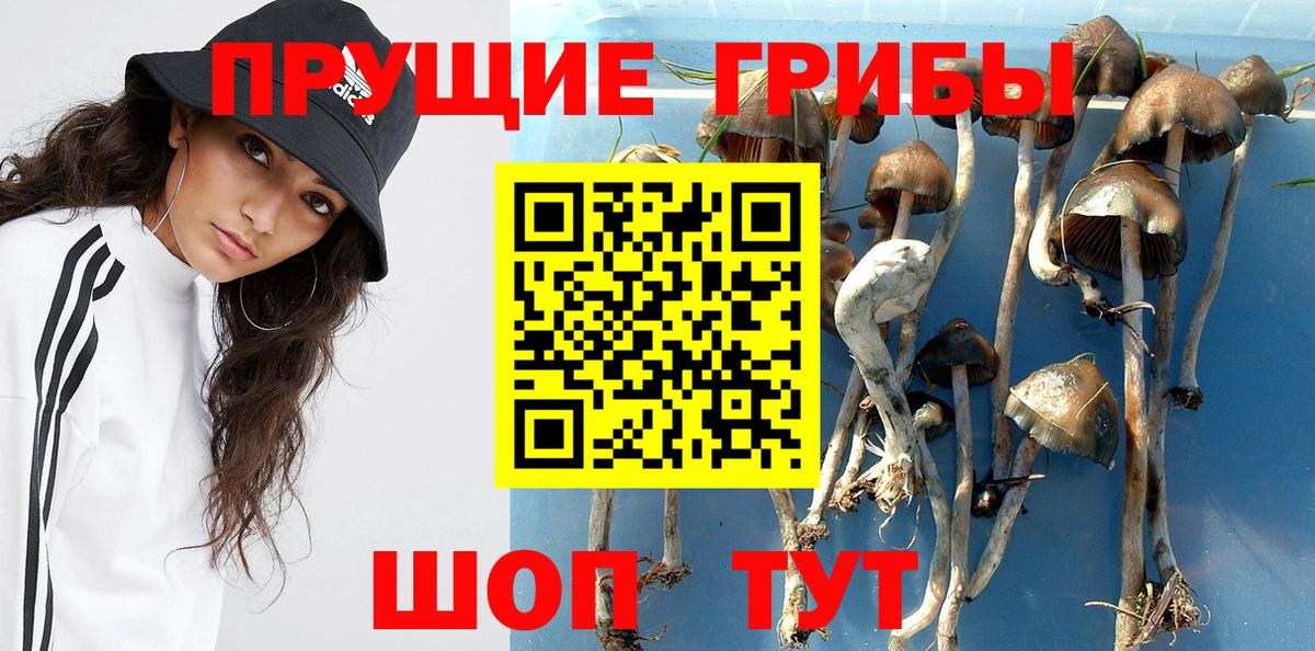 Псилоцибиновые грибы Cubensis Нерюнгри